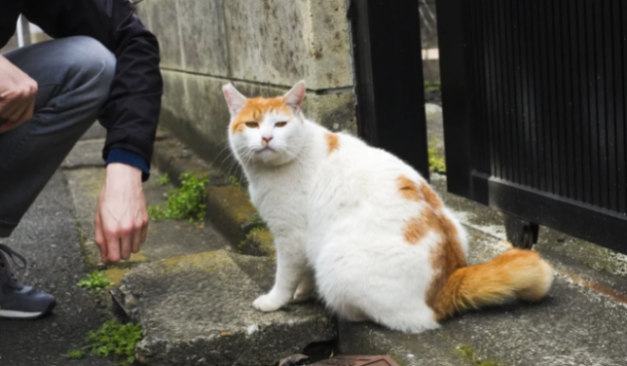 猫探し